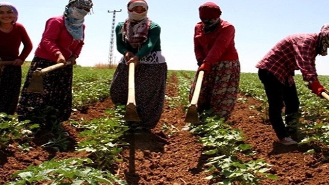 tarım-